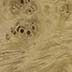 Maple Burl