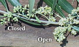 Olive blossoms