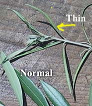 thin olive branch