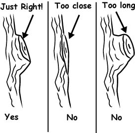 Proper cut